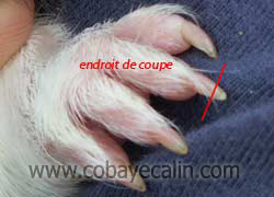 coupe des ongles cobayes
