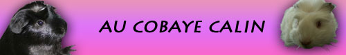 Cobaye Câlin: les liens