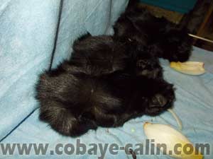 cobaye abyssinien