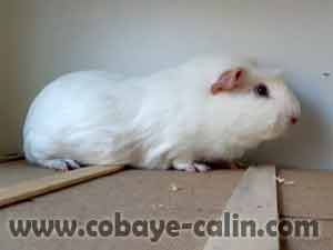 cobaye &agrave; adopter, Mons, Belgique