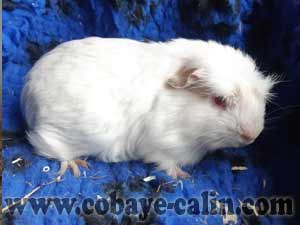cobaye &agrave; adopter Mons Hainaut Belgique
