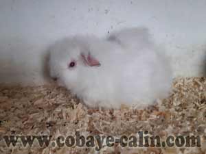 femelle CH teddy &agrave; adopter