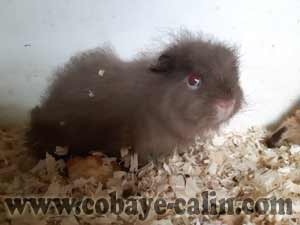 Femelle CH teddy &agrave; adopter