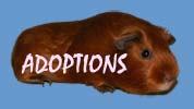 adoptions