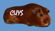 mes cuys
