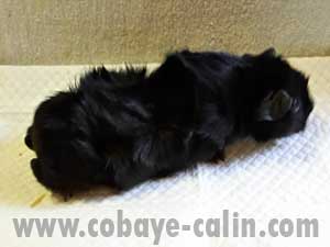 Scilla de Cobaye C&acirc;lin, abyssinienne noire