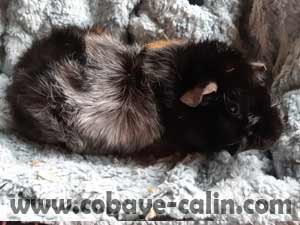 Biscuit de Cobaye C&acirc;lin, abyssinienne noir dor&eacute;e rouan