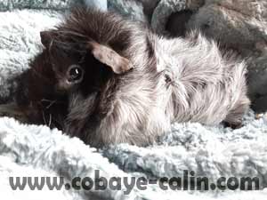 Had&egrave;s de Cobaye C&acirc;lin, m&acirc;le abyssinien noir rouan