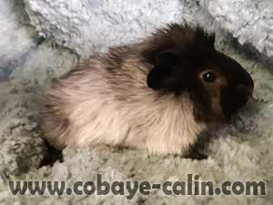 Rosina de Cobaye C&acirc;lin, cobaye abyssinien rouan noir