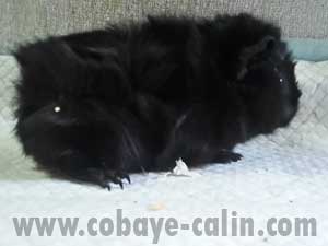 Scina de CObaye C&acirc;lin, cobaye abyssinienne noire