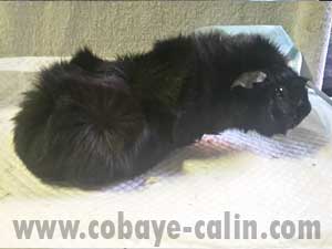 Scuito de cobaye C&acirc;lin, cobaye abyssinien