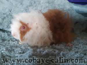 Allyn des P&eacute;ruchons, alpaca dor&eacute;e blanche et lilas