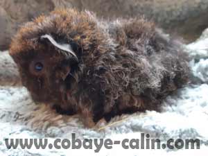 Astoria de Cobaye C&acirc;lin, cobaye alpaca agouti dor&eacute; rouan