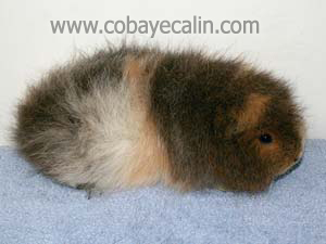 Cody, cobaye CH teddy