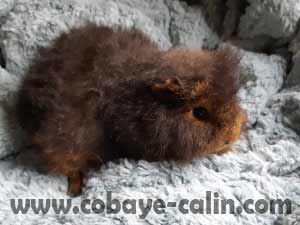 Aviendha de Cobaye C&acirc;lin, cobaye CH teddy feu noir