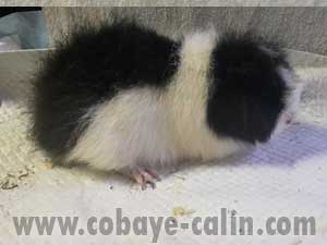 Blacky, cobaye CH teddy