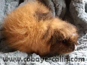Chabada de cobaye C&acirc;lin
