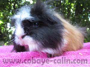 Chakra cobaye tricolore