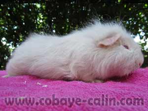 Charlie de cobaye C&acirc;lin