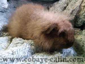 Chava de Cobaye C&acirc;lin, cobaye CH teddy havane