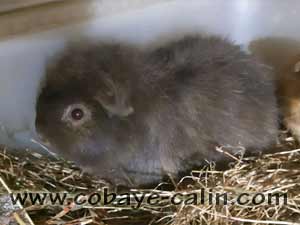 Loutha des aristochons, cobaye CH teddy loutre havane