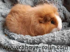 Oriflam de Cobaye C&acirc;lin, cobaye CH teddy dor&eacute; rouan