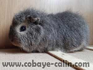 S&eacute;ville de Cobaye C&acirc;lin, cobaye CH teddy agouti gris