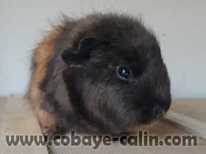 Soline de cobaye c&acirc;lin