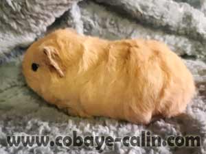 Tchika de Cobaye C&acirc;lin, cobaye CH teddy cr&egrave;me