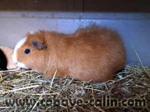 Tirana des aristochons, CH teddy dor&eacute;e blanche