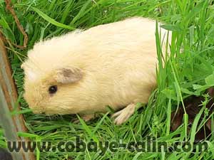 Falafel des Aristochons, CUY FELPA cr&egrave;me 