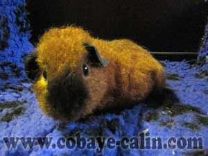 Falynn, cobaye felpa rouge cali noire satin