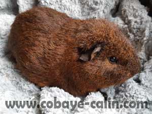 ogi, cobaye US teddy