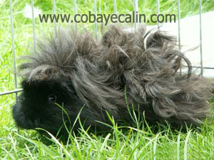 Granit, cobaye lunkarya