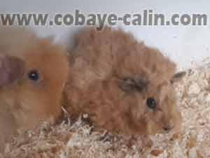 Cobaye Curly