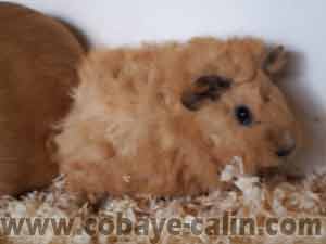 Likka de Cobaye C&acirc;lin,  cobaye lunkarya chamois californienne 