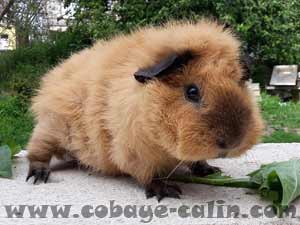 likko de Cobaye C&acirc;lin, cobaye lunkarya chamois marquage californien