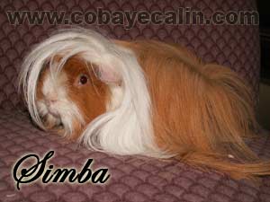 Thor, cobaye p&eacute;ruvien himalayen satin