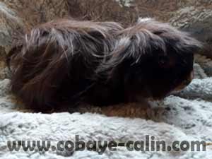 Lor&eacute;al, cobaye p&eacute;ruvien feu noir rouan