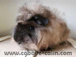 N&eacute;mo des aristochons, angora cr&egrave;me cali