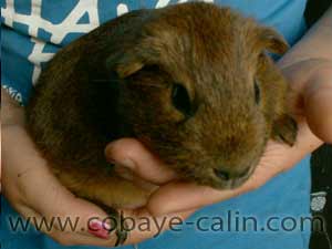 Agidos de Cobaye C&acirc;lin, Cobaye poil lisse agouti dor&eacute;