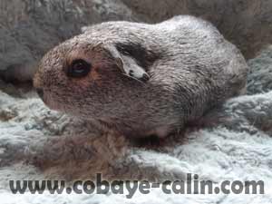 Adama des Aristochons, cobaye Poil lisse agouti argent et blanche