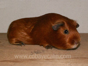 red, cobaye rouge satin, bien typ&eacute;.