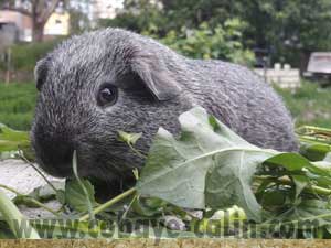 Ares, PL agouti argent cali noir