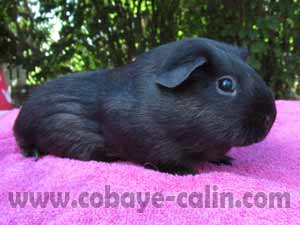 Arth&eacute;mis, UPL noire porteuse bleue