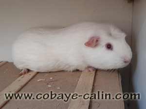 Barry de cobaye c&acirc;lin, PL couronn&eacute; blanc porteur cr&egrave;me