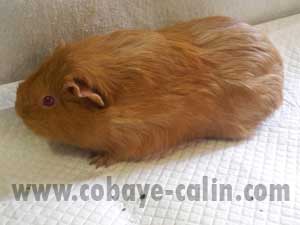 Bergame de cobaye c&acirc;lin, argent&eacute;e beige dor&eacute;e