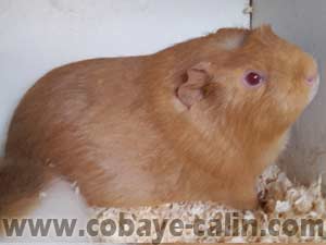 Bessy des Aristochons, argent&eacute;e beige citron