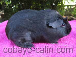 BlackBeauty de cobaye c&acirc;lin,cobaye noir