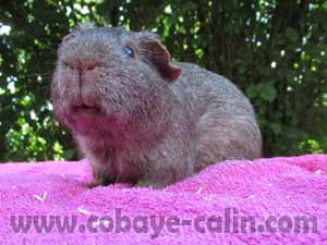 Canon de cobaye C&acirc;lin, cobaye  PL solidagouti canelle